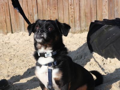 Small black and white dog in the sand