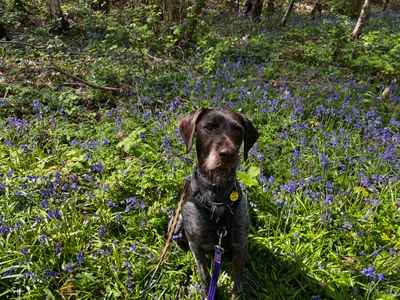 Sponsor dog Baxter, a brown German Wirehaired Pointer, sitting amongst the bluebells at Dogs Trust Canterbury.