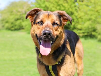 Cooper the Rottweiler cross enjoys a walk outside in the sunshine