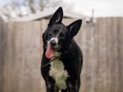 Ollie the Border Collie tilts his head and smiles at the camera
