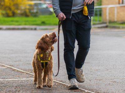 Helping dogs find their forever homes