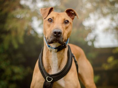 Tan Lurcher, Captain, looking to camera.