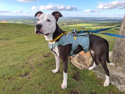 Staffordshire Bull Terrier cross, Colin, at the top of a hill.