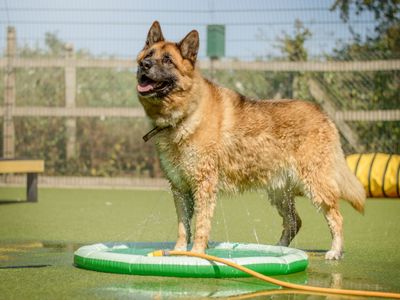 Caring for your dog during hot weather