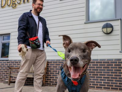 How brave Lurcher Gus found his forever home