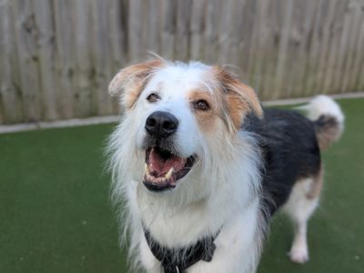 Tricolour crossbreed, Marley, smiling at the camera.