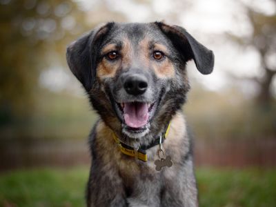 Dog Ownership Guide