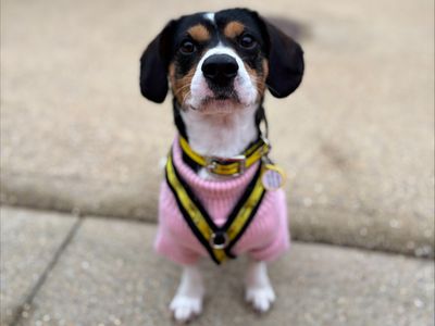 A small dog weaing a pink jumper at Dogs Trust Salisbury