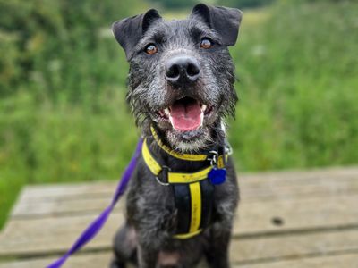Sponsor dog Brontë, a black and grey scruffy crossbreed, looking at the camera with her mouth open.
