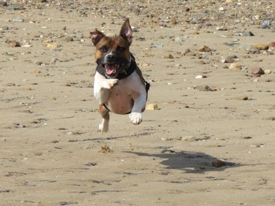 A brown and white Staffy dog running on the beach jumping in mid-air