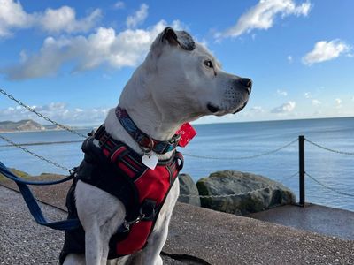 A white Staffy dog looking away sitting on some cobbled steps by the sea