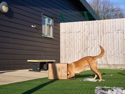 Enrichment activities to keep your dog entertained