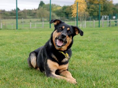 How to understand your dog's body language