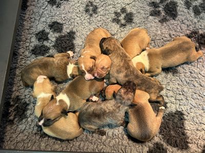 Meet our puppies!