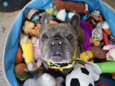 Brachycephalic Blaze's road to recovery