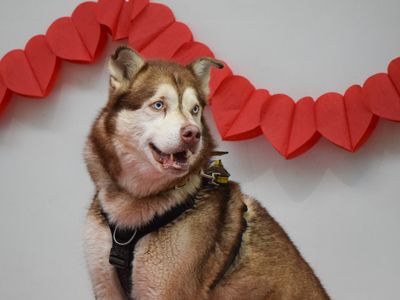 Husky cross, Forest, sat in front of heart bunting.