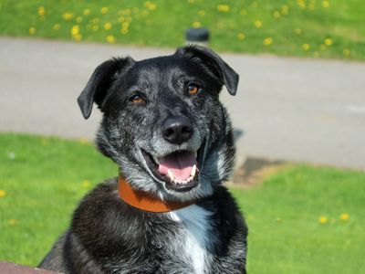 From Romania to Merseyside: A fresh start for stray underdog Toby