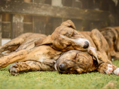Meet our puppies!