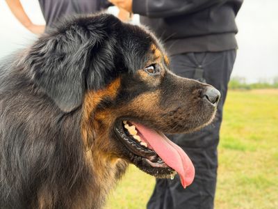 After 408 days of waiting, stray Oliver finally finds his forever home
