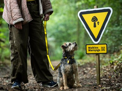 Tips for keeping your dog safe this autumn