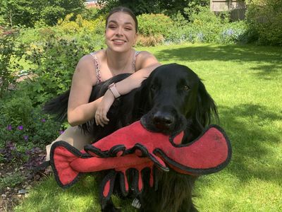 a lady bent down in front of a large black retriever dog holding a red lobster in its mouth
