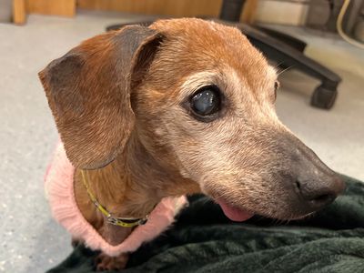 Dolly | Dachshund (Miniature Smooth Haired) | Merseyside (Liverpool) - 5