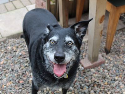 Mr Pickles | Collie (Border) Cross | Glasgow - 5