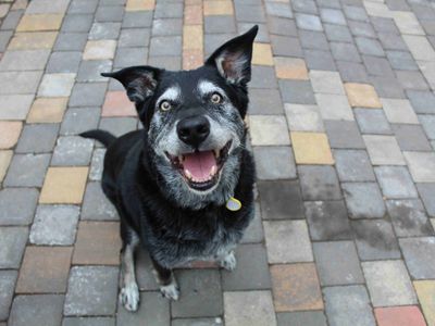 Mr Pickles | Collie (Border) Cross | Glasgow - 3