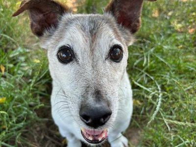 Riley | Terrier (Jack Russell) Cross | Shrewsbury (Shropshire) - 3