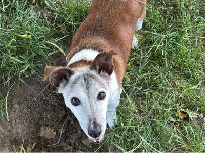 Riley | Terrier (Jack Russell) Cross | Shrewsbury (Shropshire) - 2
