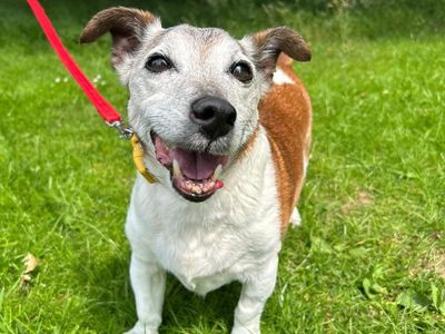 Riley | Terrier (Jack Russell) Cross | Shrewsbury (Shropshire) - 1