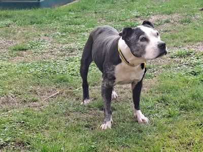 Belle, a 13 years old female Staffordshire Bull Terrier available for adoption from Dogs Trust in Warwickshire
