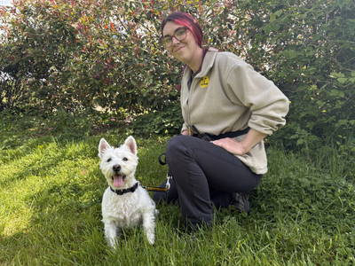 Oliver | Terrier (West Highland White) | Loughborough - 2
