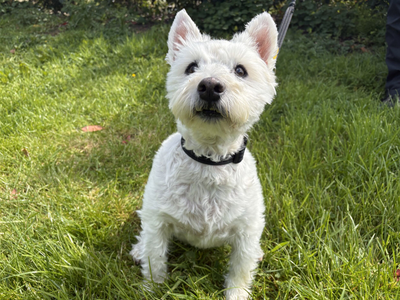 Oliver | Terrier (West Highland White) | Loughborough - 3