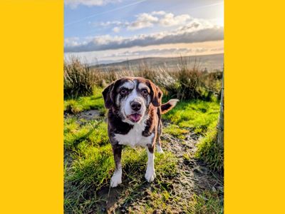 Audry | Spaniel (English Springer) Cross | Ballymena (Northern Ireland) - 5