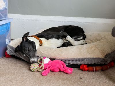 Chico | Lurcher | Glasgow - 4