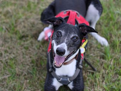 Chico | Lurcher | Glasgow - 2