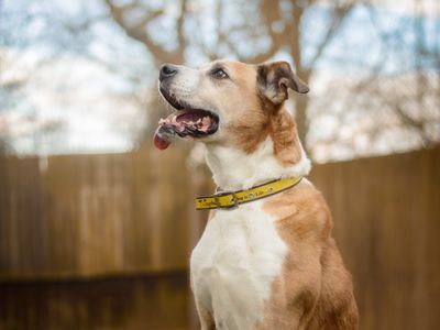 Marbles | Boxer Cross | Kenilworth (West Midlands) - 3
