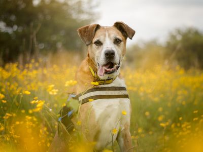 Marbles | Boxer Cross | Kenilworth (West Midlands) - 5