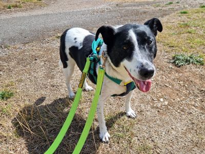 Jasper | Collie (Border) Cross | Salisbury (Wiltshire) - 1