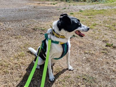 Jasper | Collie (Border) Cross | Salisbury (Wiltshire) - 3