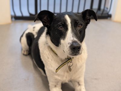 Jasper | Collie (Border) Cross | Salisbury (Wiltshire) - 3