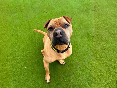 Bailey, a 12 years old male Shar Pei available for adoption from Dogs Trust in Greater Manchester