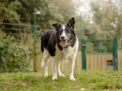 Swift | Collie (Border) | Kenilworth (West Midlands) - 3