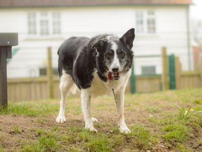 Swift | Collie (Border) | Kenilworth (West Midlands) - 5