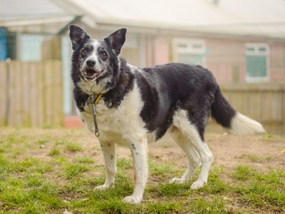 Swift | Collie (Border) | Kenilworth (West Midlands) - 5