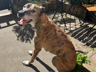 Tiger | Lurcher Cross | Leeds - 3