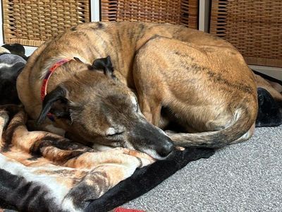 Tiger | Lurcher Cross | Leeds - 2