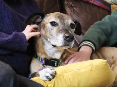 Tiger | Lurcher Cross | Leeds - 2
