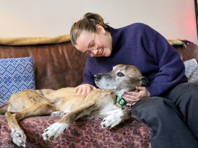 Tiger | Lurcher Cross | Leeds - 4
